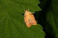 Carcina quercana