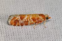 Rhyacionia pinicolana