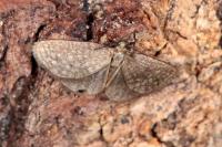 Bijugis bombycella