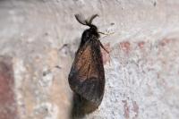 Canephora hirsuta