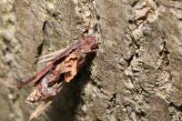 Canephora hirsuta