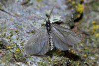 Rebelia plumella surientella