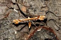 Cnaemidophorus rhododactylus