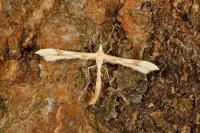 Gillmeria ochrodactyla