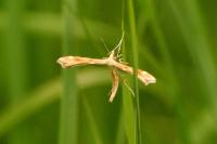 Gillmeria pallidactyla