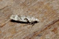 Caryocolum blandellum
