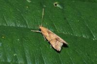 Brachmia blandella