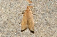 Helcystogramma lutatella