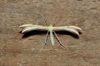 Merrifieldia baliodactyla