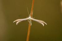 Merrifieldia leucodactyla