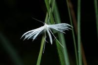 Pterophorus pentadactylus