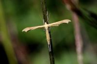 Stenoptilia pterodactyla