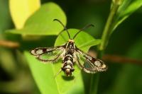 Chamaesphecia empiformis