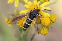 Paranthrene tabaniformis