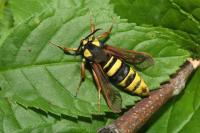 Sesia apiformis