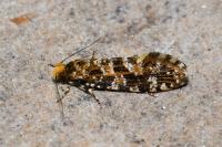 Triaxomera parasitella