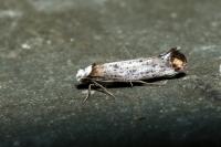 Pseudoswammerdamia combinella