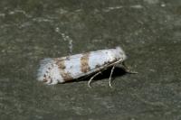 Scythropia crataegella