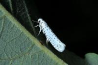 Yponomeuta evonymella
