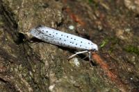 Yponomeuta evonymella