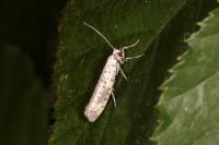 Yponomeuta irrorella