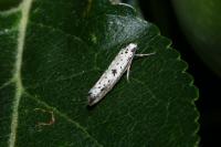 Yponomeuta plumbella