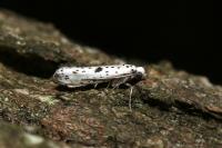 Yponomeuta plumbella