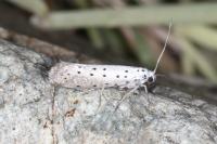 Yponomeuta rorrella