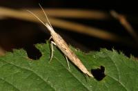 Ypsolopha mucronella