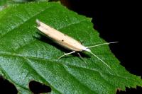 Ypsolopha nemorella