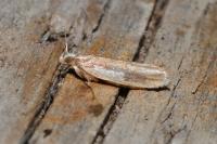 Ypsolopha parenthesella
