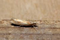 Ypsolopha parenthesella