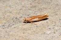 Ypsolopha parenthesella
