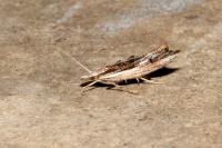 Ypsolopha scabrella