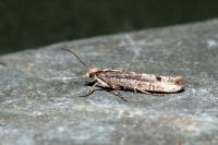 Ypsolopha ustella
