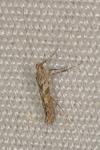 Caloptilia cuculipennella