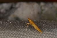 Caloptilia hemidactylella