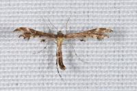 Capperia britanniodactyla