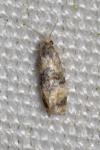 Cochylis nana