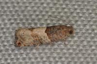 Gypsonoma aceriana
