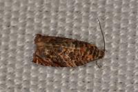Gypsonoma minutana