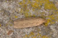 Platyedra subcinerea