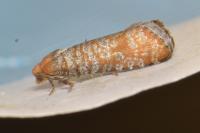 Pseudococcyx turionella