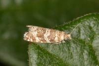 Epinotia tedella