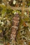 Epinotia tedella