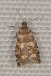Epinotia tedella