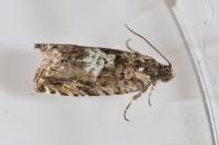 Pammene argyrana