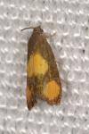 Pammene aurana