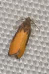 Pammene aurana