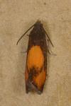 Pammene aurana